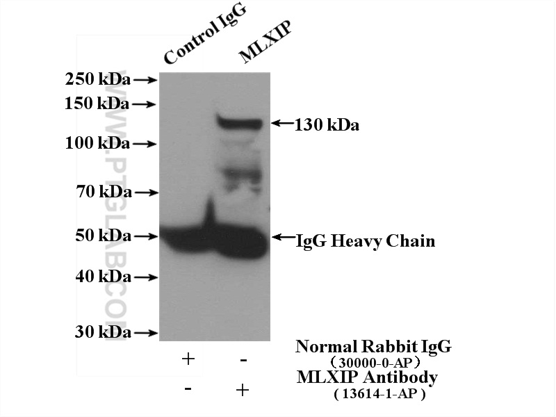 13614-1-AP;K-562 cells