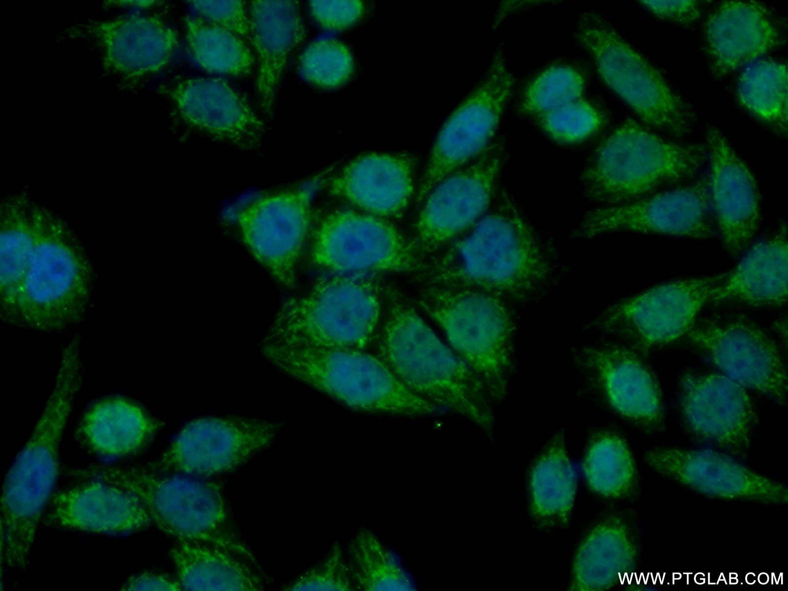 11137-1-AP;HeLa cells