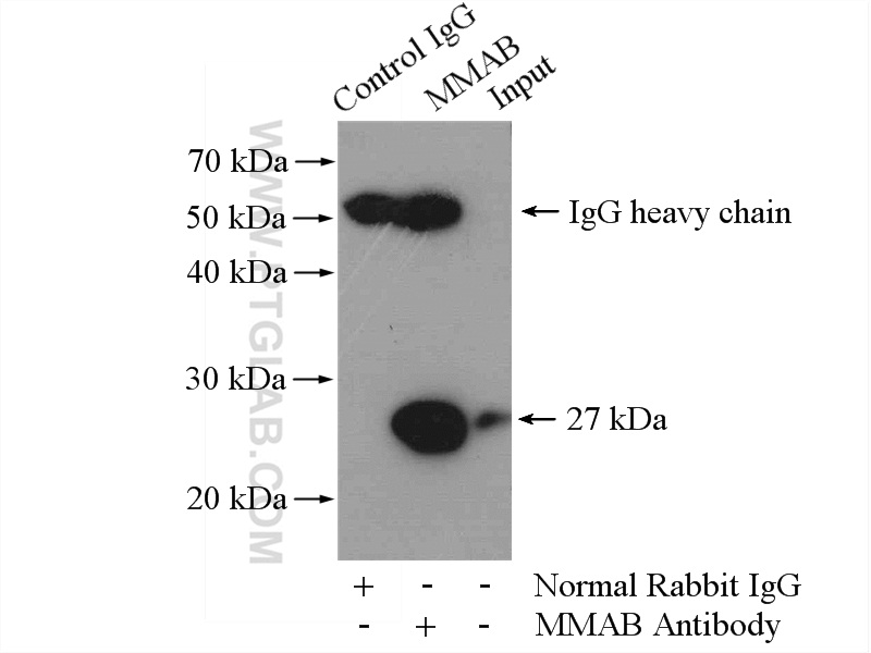 11137-1-AP;HeLa cells