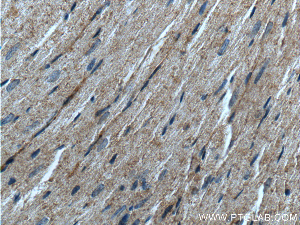 10375-2-AP;mouse heart tissue