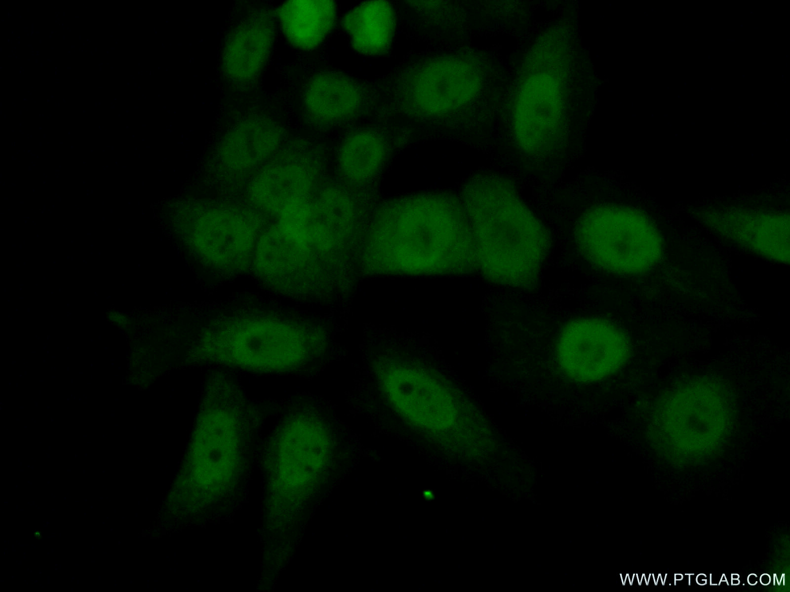 14710-1-AP;HeLa cells