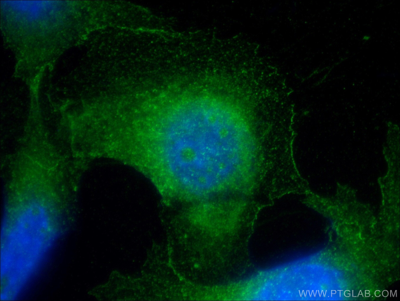 14234-1-AP;NIH/3T3 cells