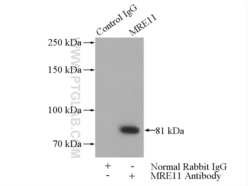 10744-1-AP;HeLa cells