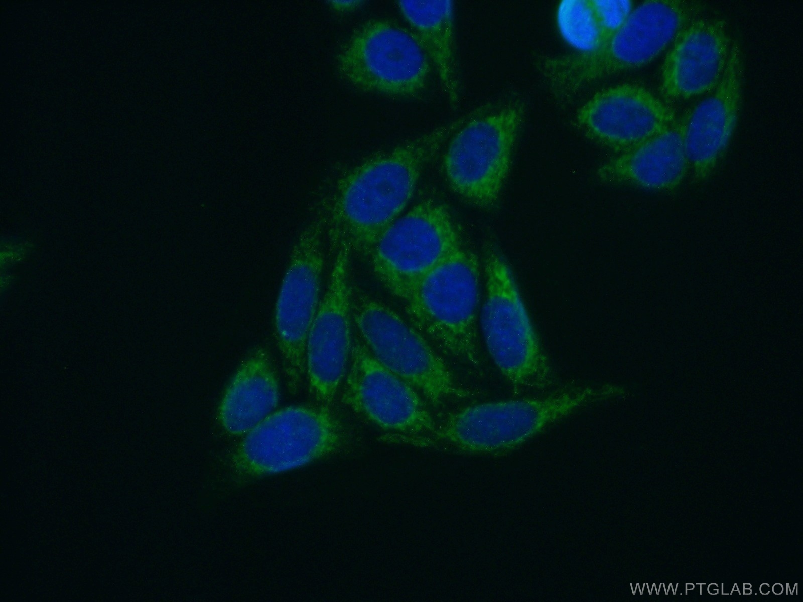 15543-1-AP;HepG2 cells