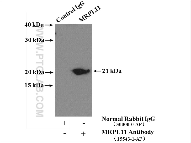 15543-1-AP;mouse liver tissue