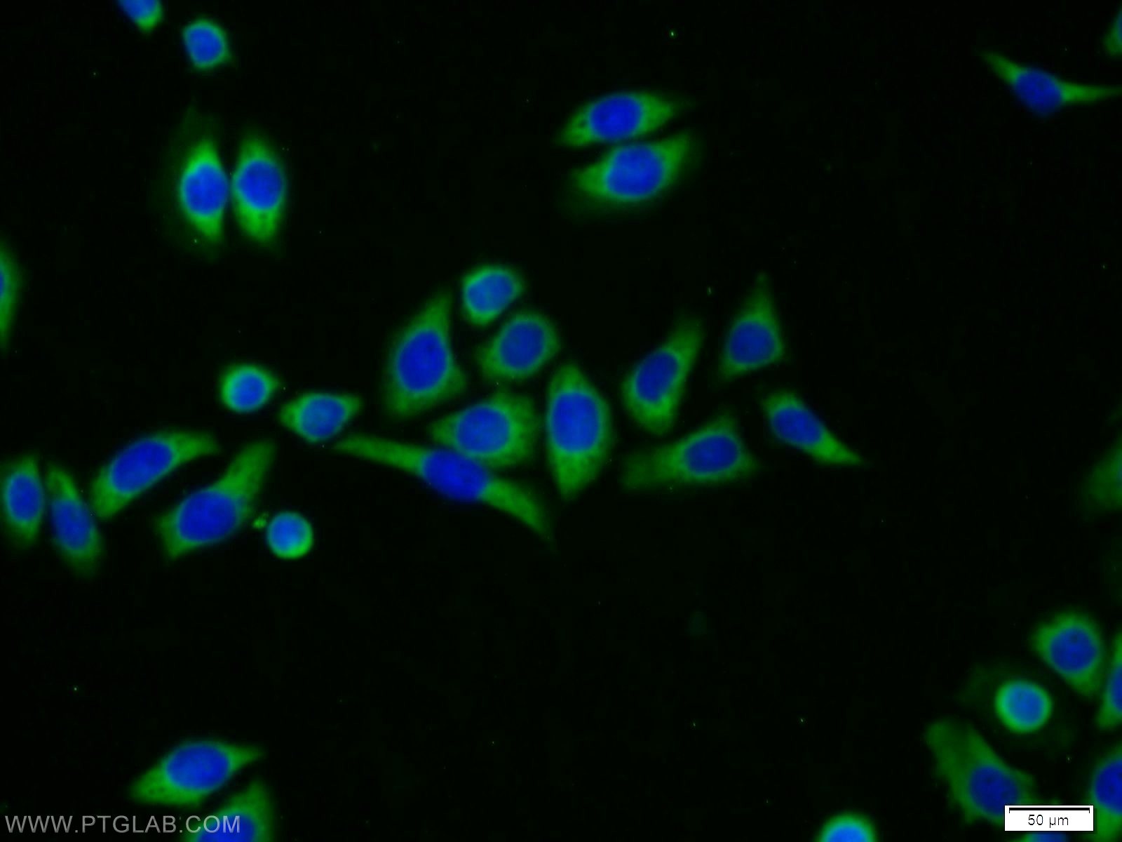 11706-1-AP;PC-3 cells