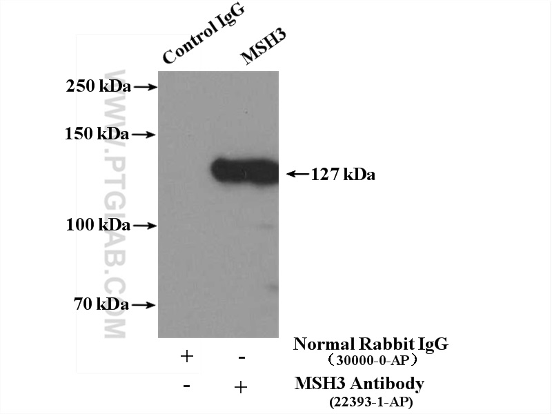 22393-1-AP;HeLa cells