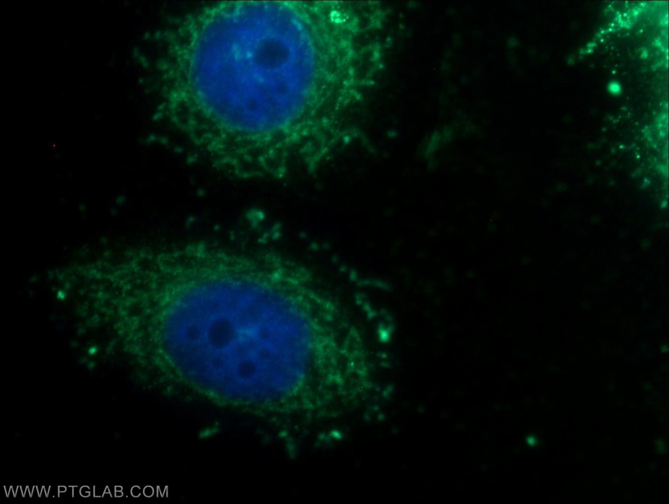 16888-1-AP;HepG2 cells