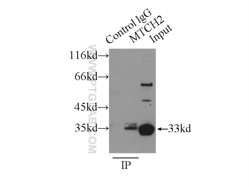 16888-1-AP;HepG2 cells