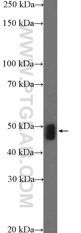 23296-1-AP;mouse liver tissue