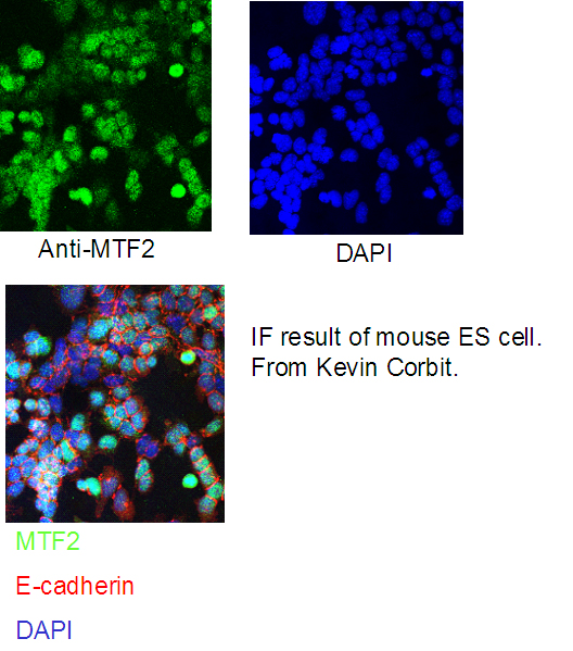 16208-1-AP;mouse ES cells