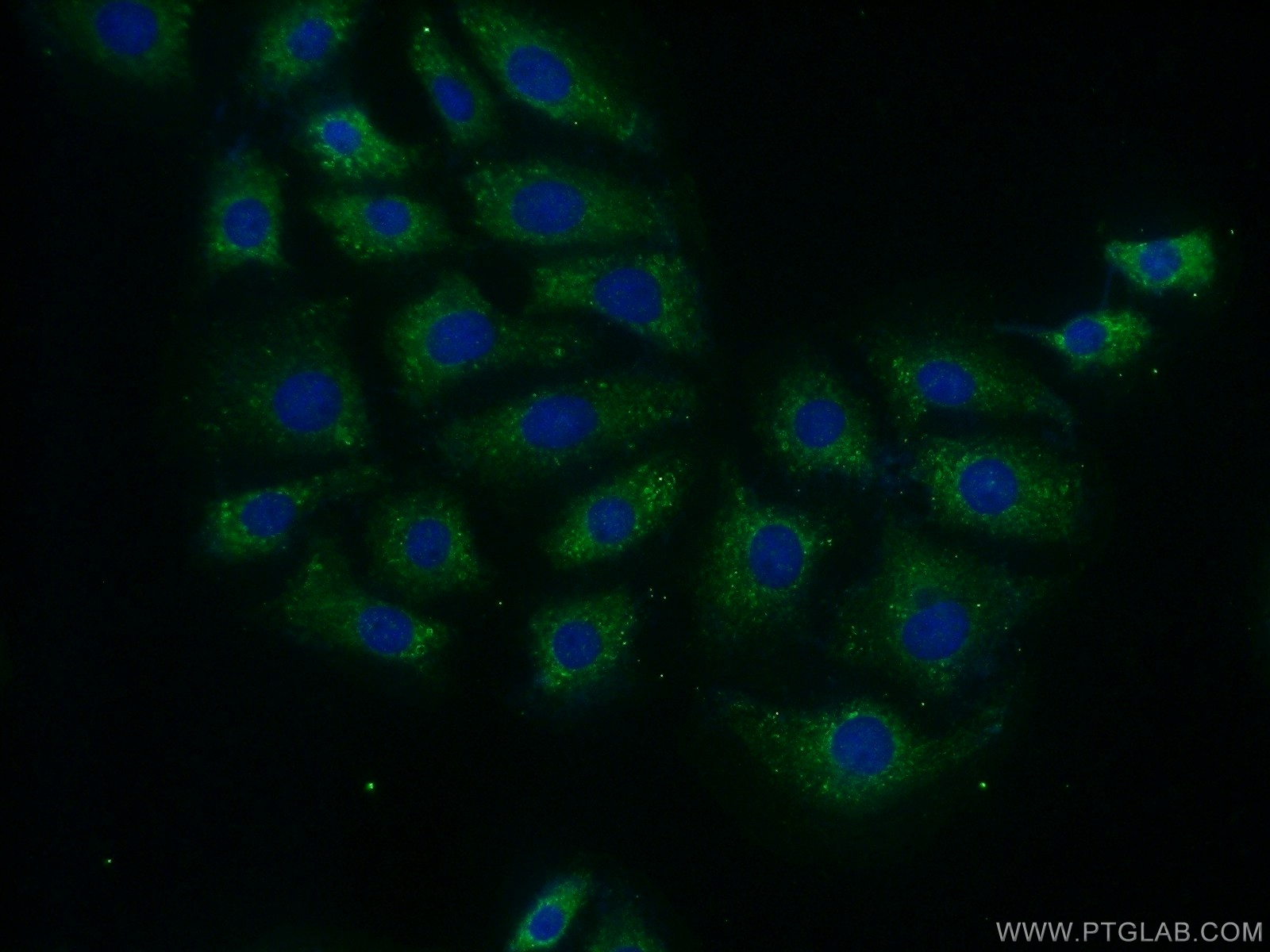 13742-1-AP;SH-SY5Y cells