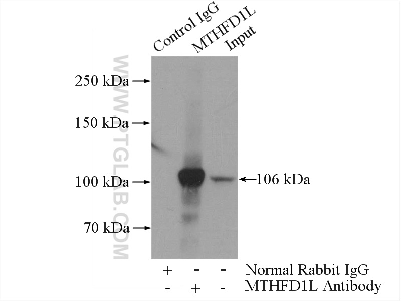 16113-1-AP;HeLa cells