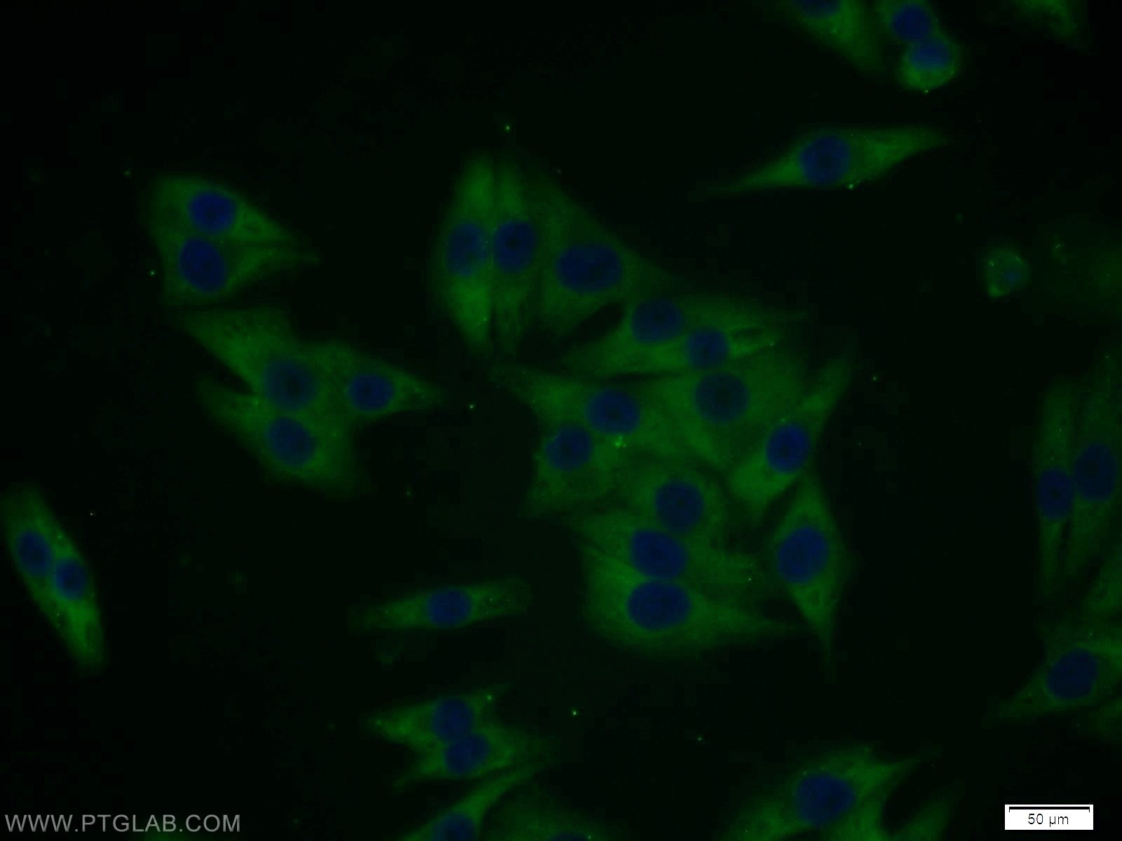 12299-1-AP;A375 cells