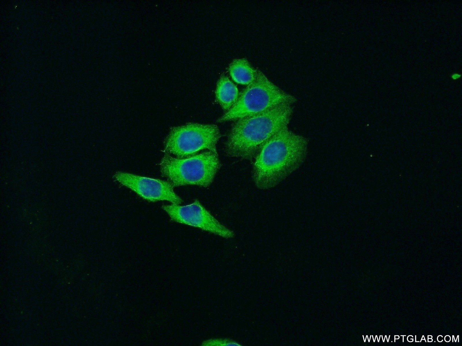 20657-1-AP;HeLa cells