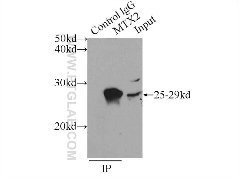 11610-1-AP;mouse heart tissue