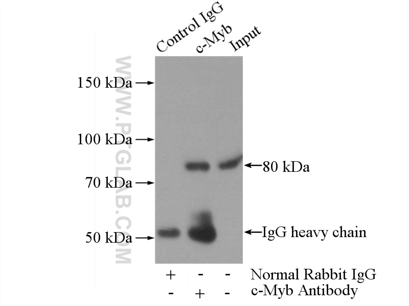 C-Myb Antibody 17800-1-AP | Proteintech