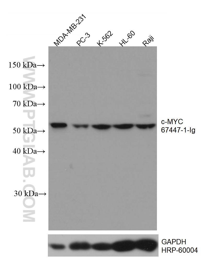 antibody myc incubated dilution lysates blot subjected followed