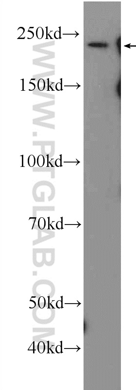 22280-1-AP;mouse heart tissue