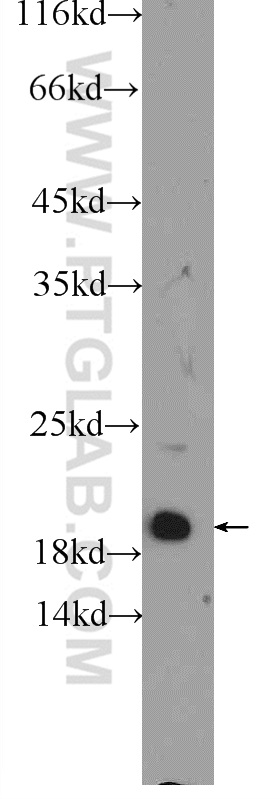 16287-1-AP;NIH/3T3 cells