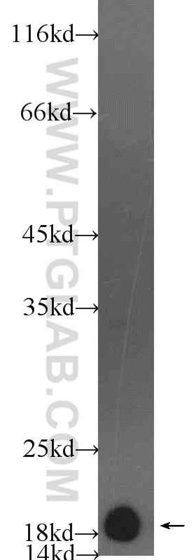 55462-1-AP;rat heart tissue