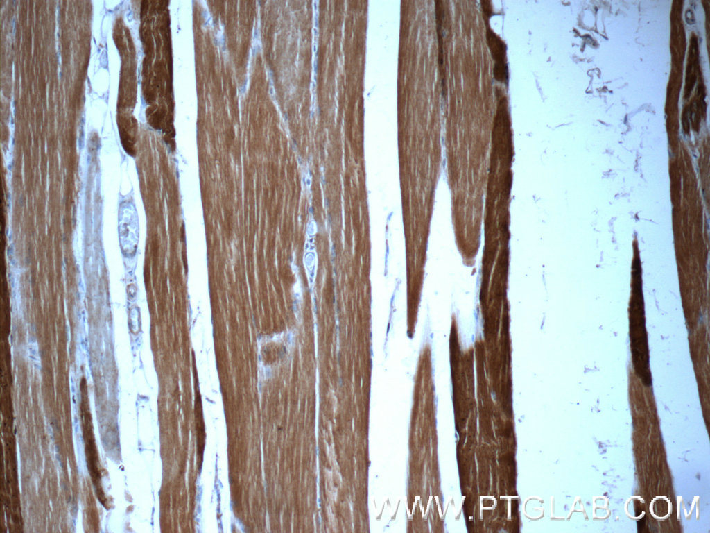 16052-1-AP;human skeletal muscle tissue