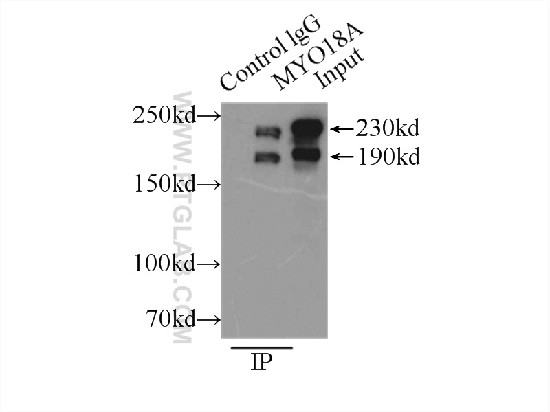 14611-1-AP;HeLa cells