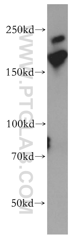 14611-1-AP;Jurkat cell