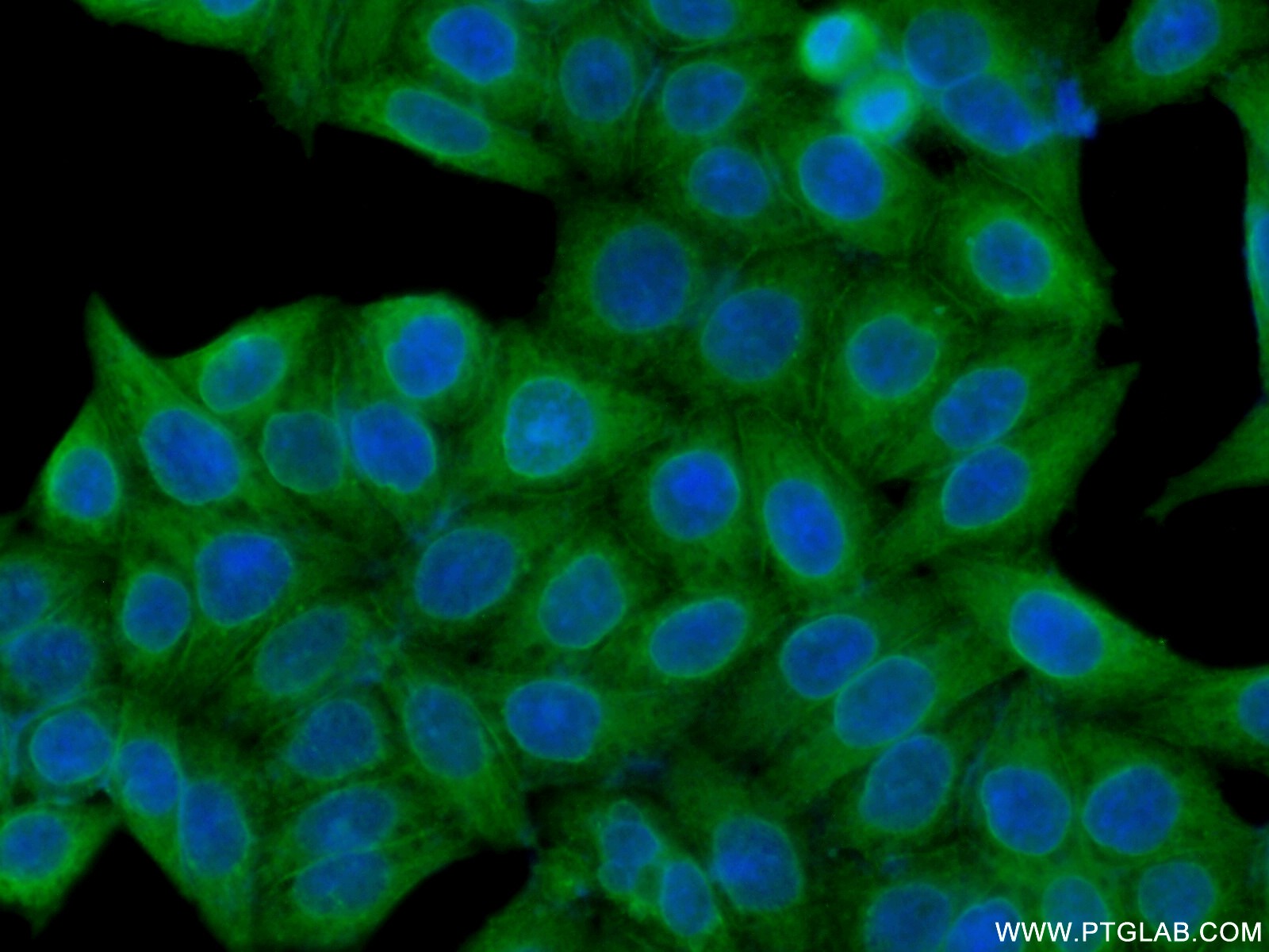 22117-1-AP;HeLa cells