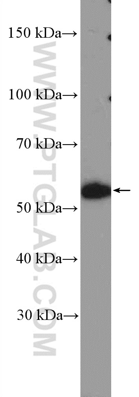 18541-1-AP;HepG2 cells