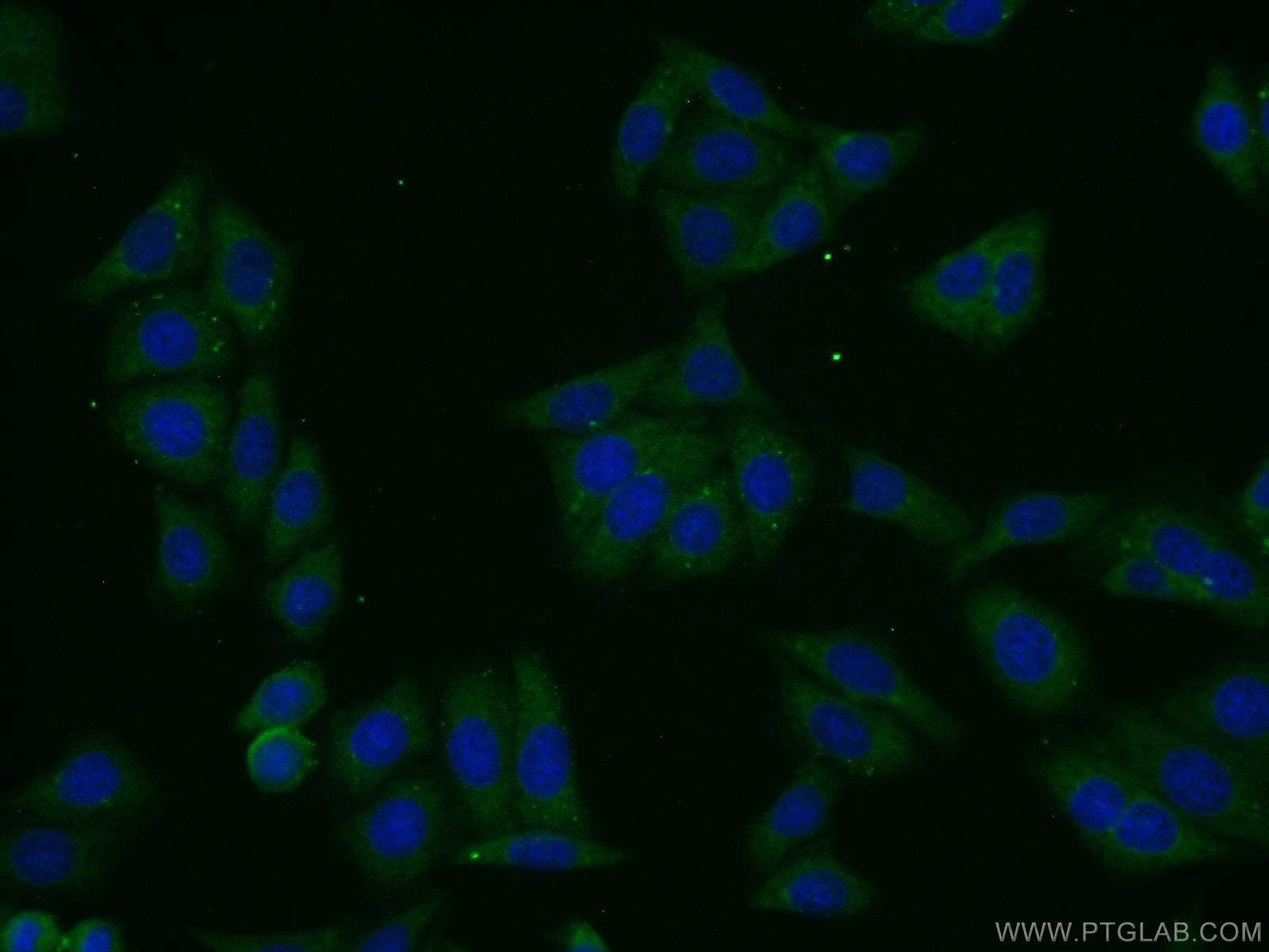 14882-1-AP;HepG2 cells