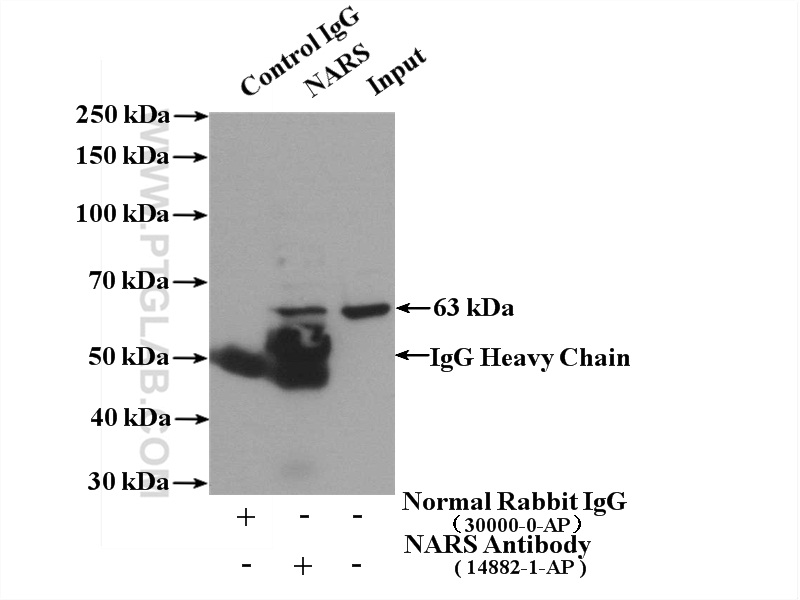 14882-1-AP;HepG2 cells