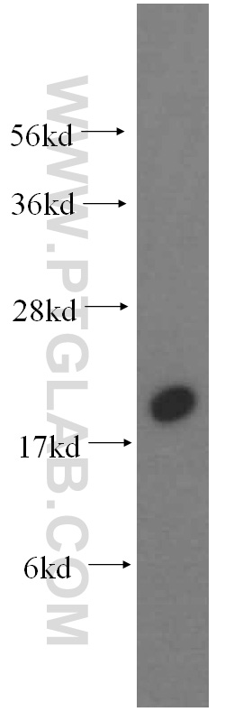 16120-1-AP;K-562 cells