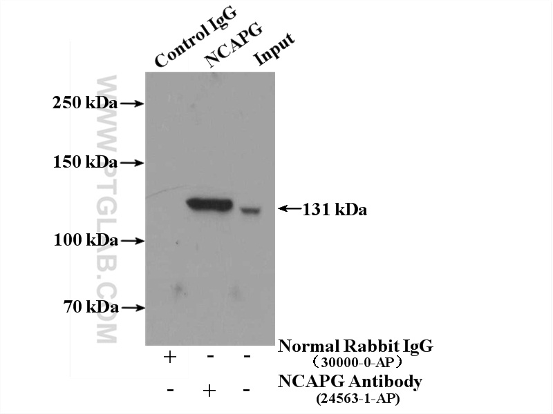 24563-1-AP;HEK-293 cells