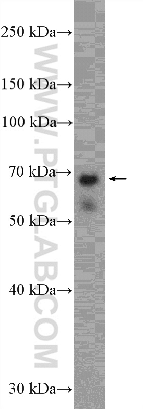 26172-1-AP;HeLa cells