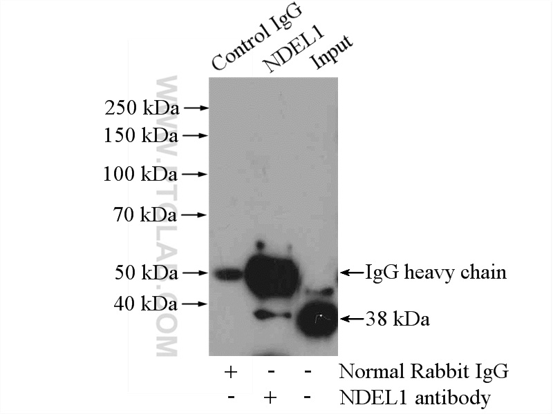 17262-1-AP;HepG2 cells