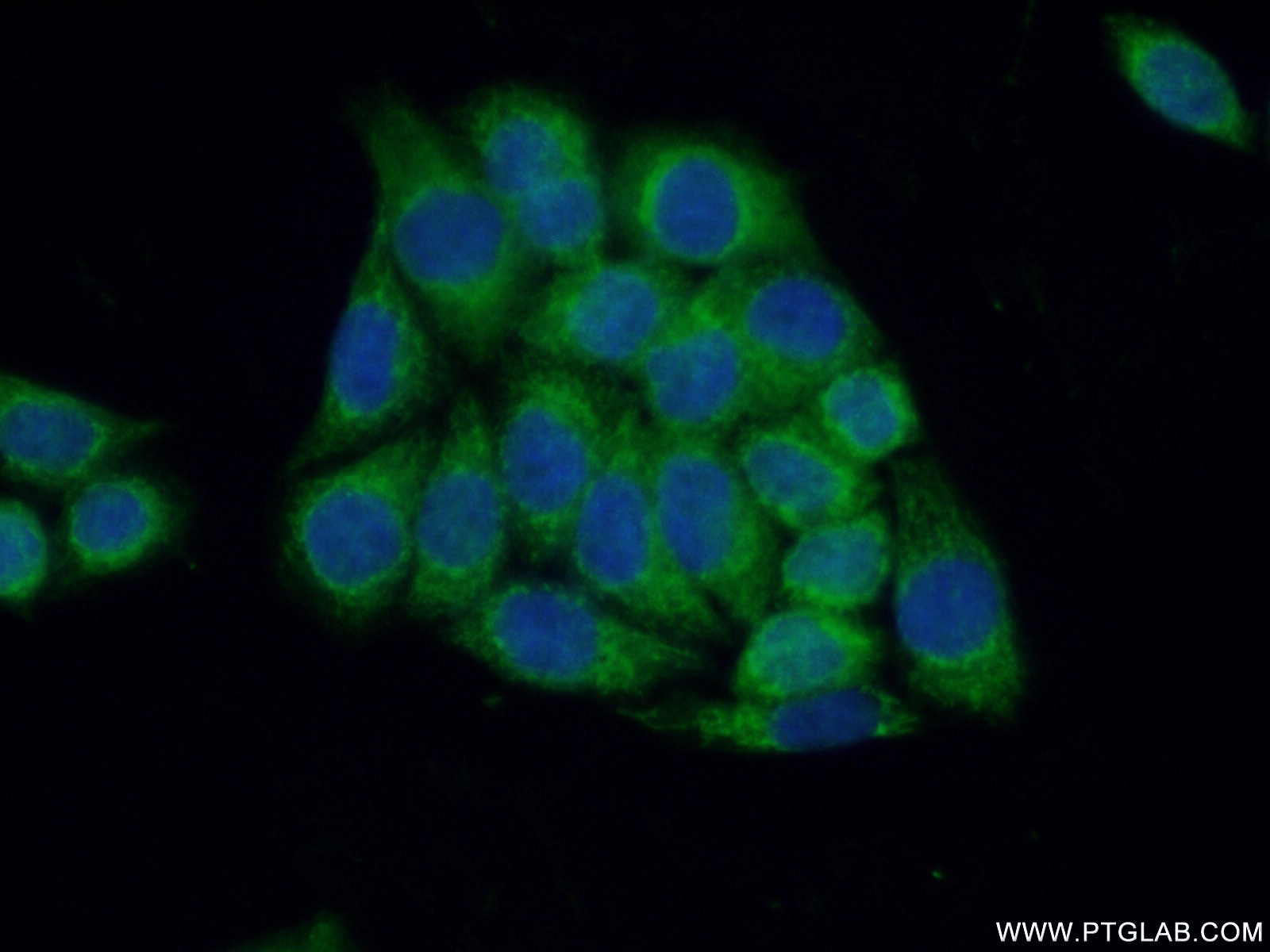 12244-1-AP;HeLa cells