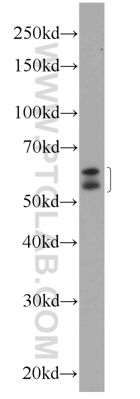 12244-1-AP;HeLa cells