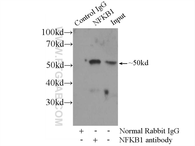 14220-1-AP;Jurkat cells