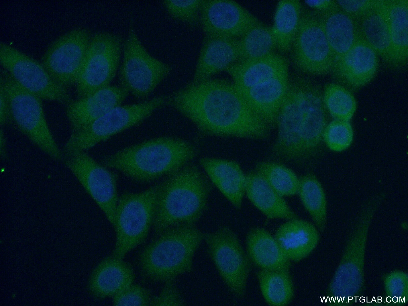 12660-1-AP;HeLa cells