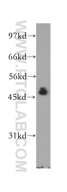 12660-1-AP;HeLa cell