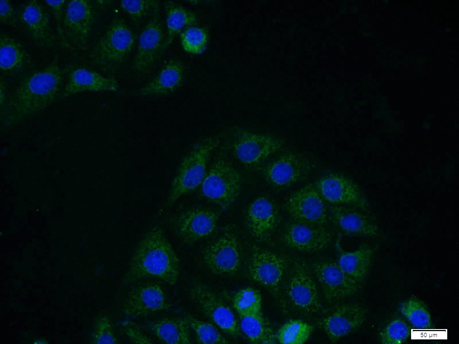 55014-1-AP;SH-SY5Y cells