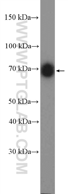 55014-1-AP;mouse brain tissue