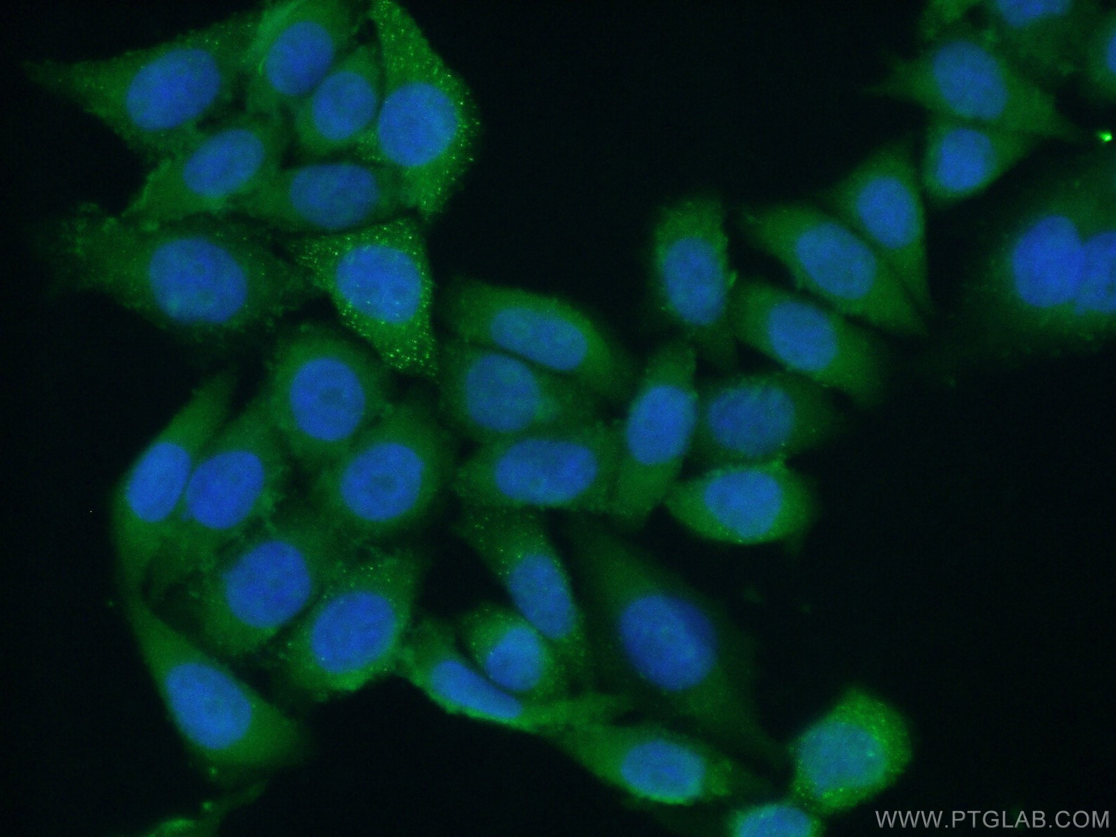 16060-1-AP;HeLa cells