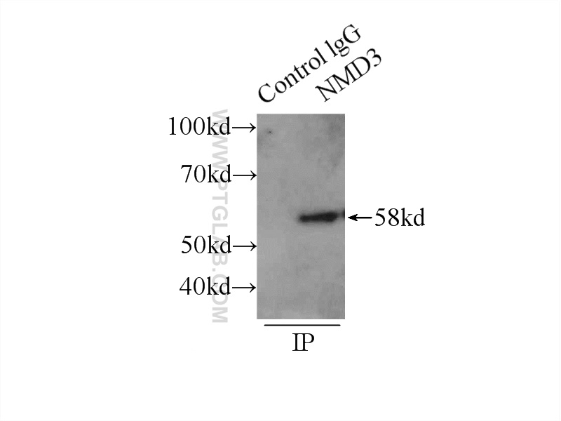 16060-1-AP;HepG2 cells