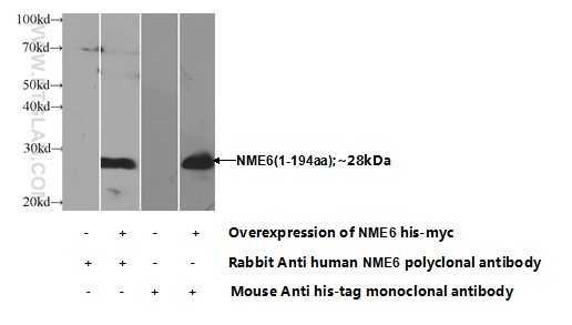 10250-1-AP;Transfected HEK-293 cells