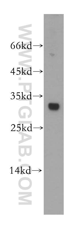 18009-1-AP;Jurkat cell