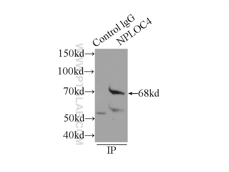 11638-1-AP;mouse kidney tissue