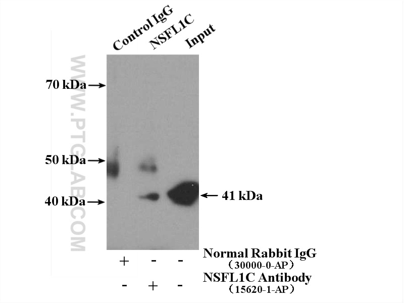 15620-1-AP;HEK-293 cells