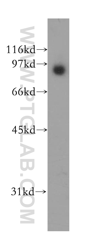 13129-1-AP;human cerebellum tissue